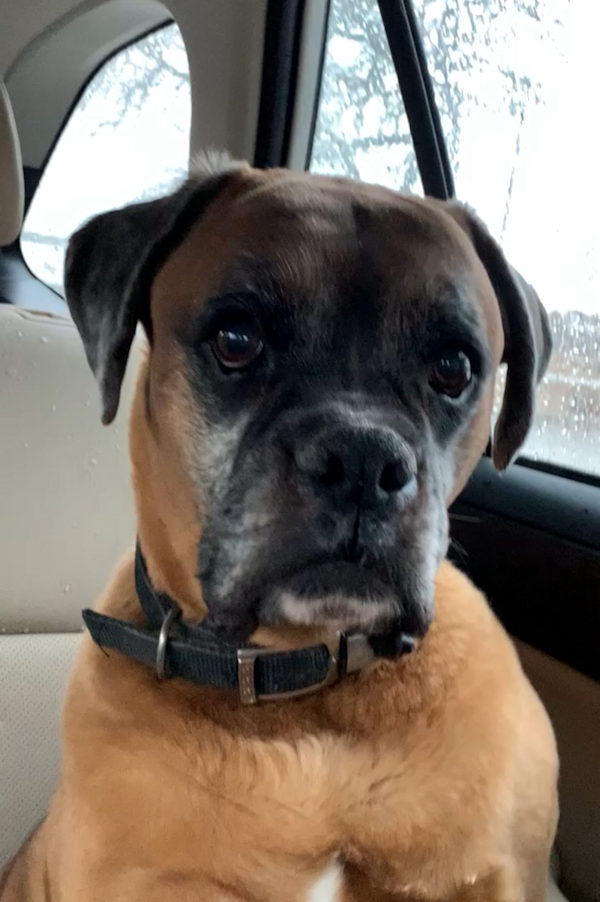 Image of rescue boxer, Gunner